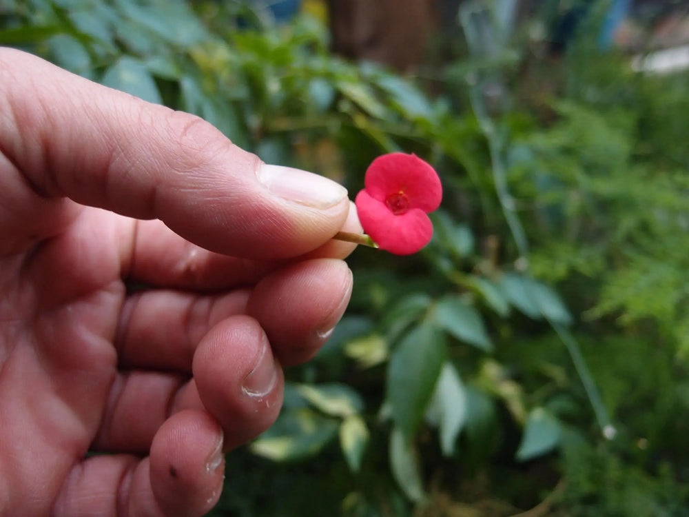 Poppy Spiral Earings