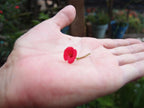 Poppy Spiral Earings