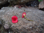 Poppy Spiral Earings